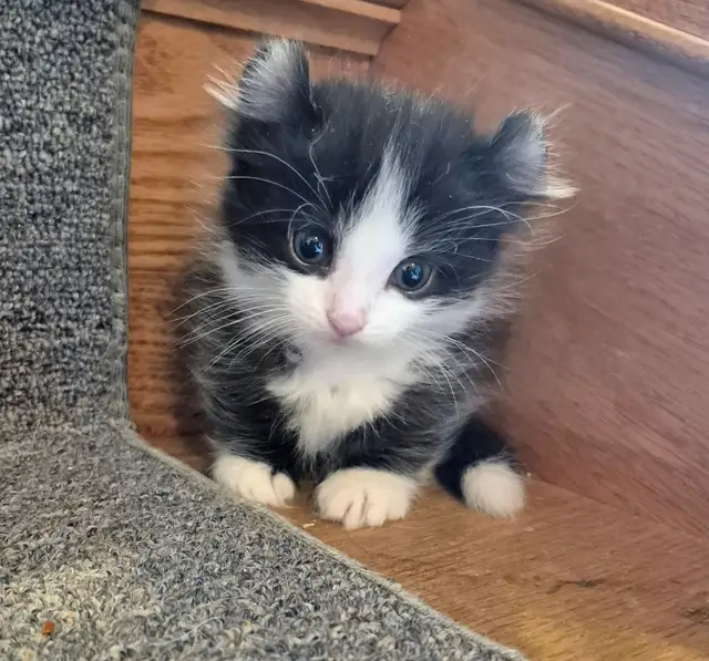 Munchkin Standard Short Legged Tuxedo - Photo 7