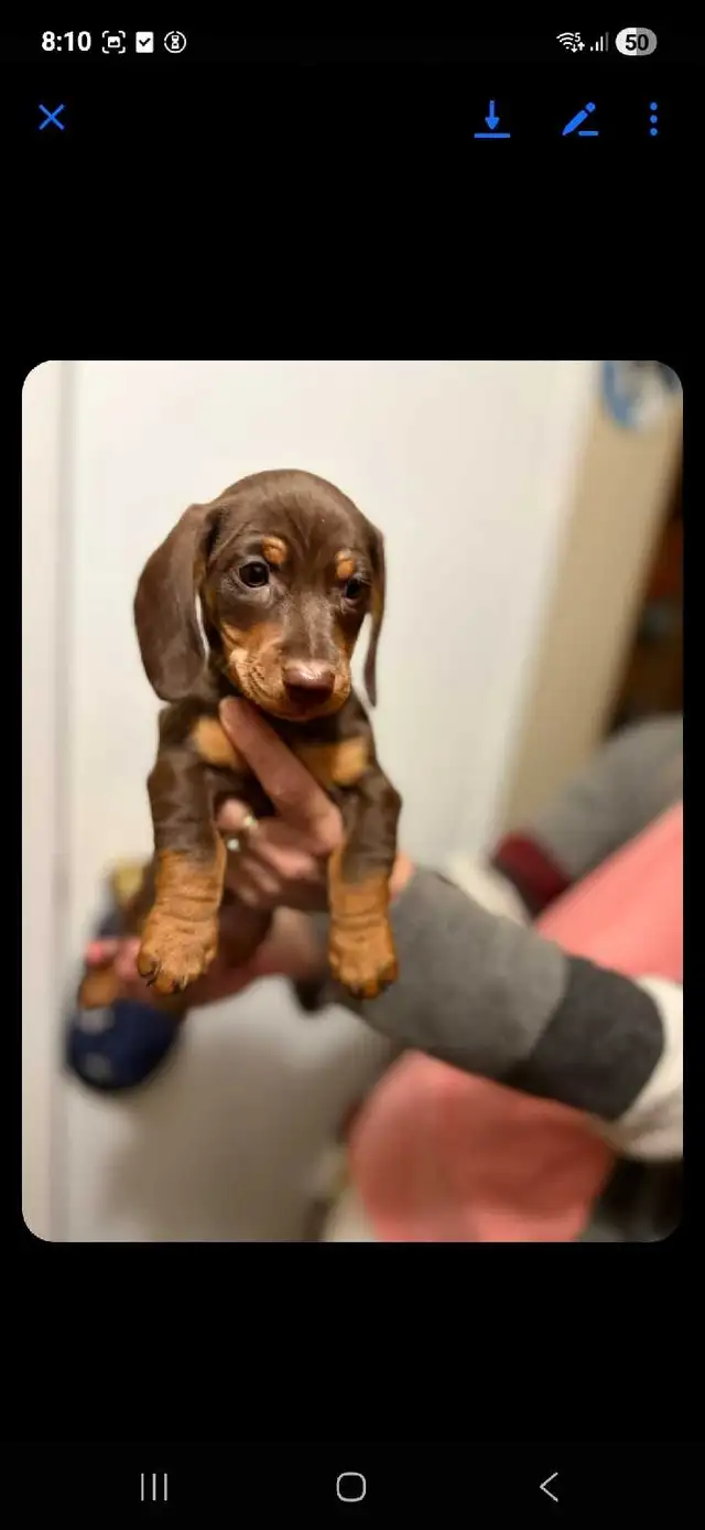 2 8-week-old male mini dachshunds