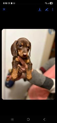 2 8-week-old male mini dachshunds