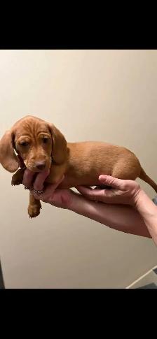 2 8-week-old male mini dachshunds - Photo 2