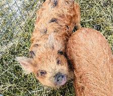 Kune Kune boars - Photo 2