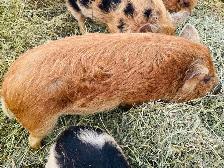 Kune Kune boars - Photo 3