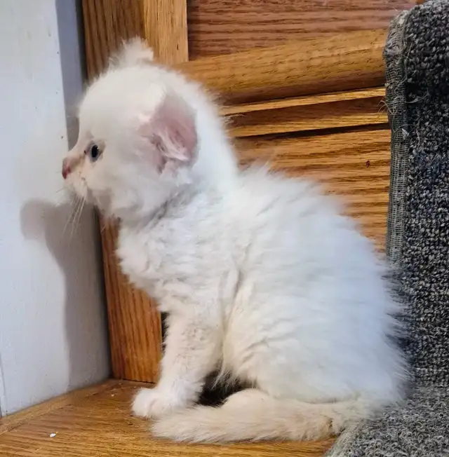 Crystal American Curl Highland Lynx - Photo 2