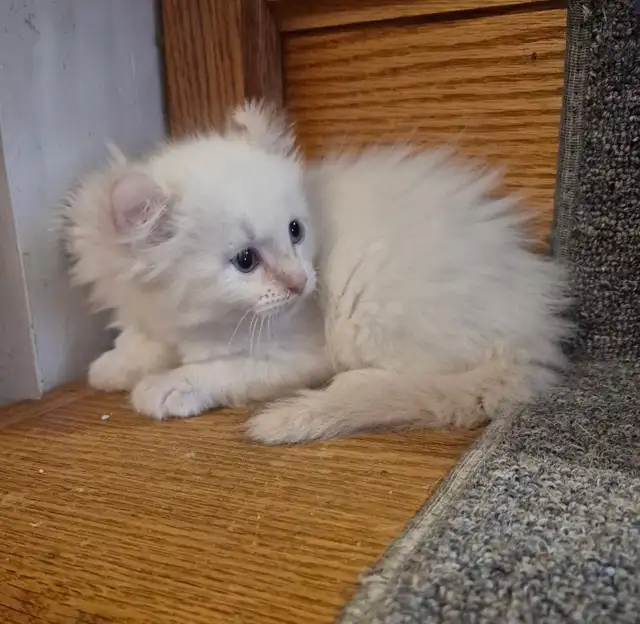 Crystal American Curl Highland Lynx - Photo 4