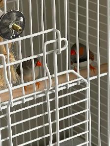 Pair of Bonded Zebra Finches with full cage setup