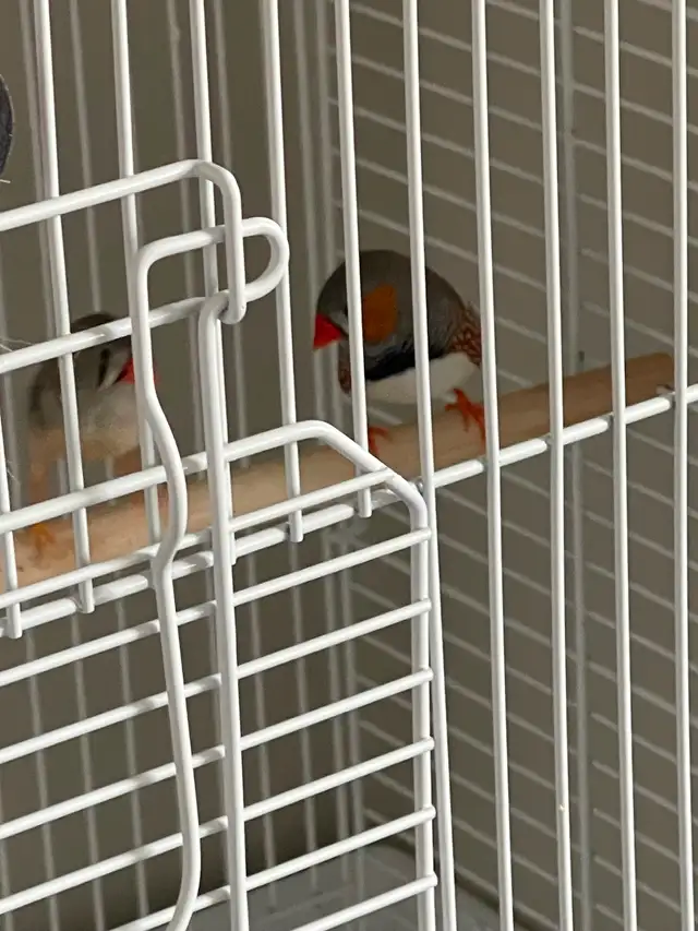 Pair of Bonded Zebra Finches with full cage setup - Photo 2