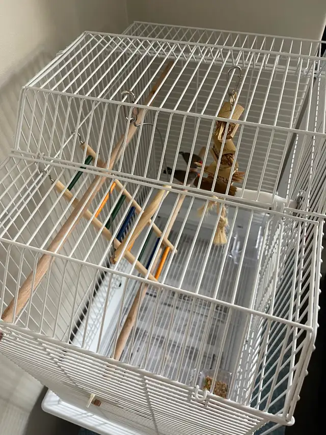 Pair of Bonded Zebra Finches with full cage setup - Photo 3