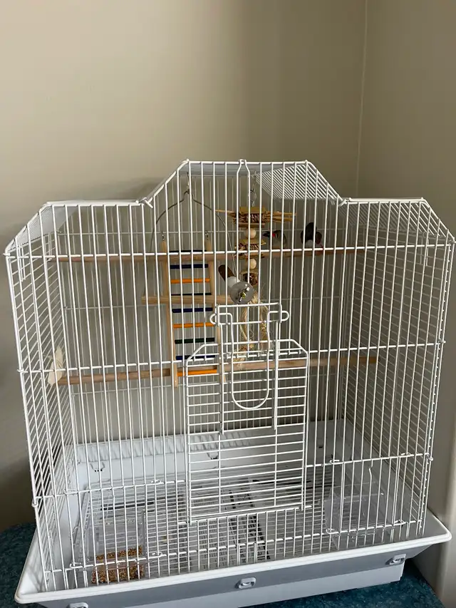 Pair of Bonded Zebra Finches with full cage setup - Photo 4