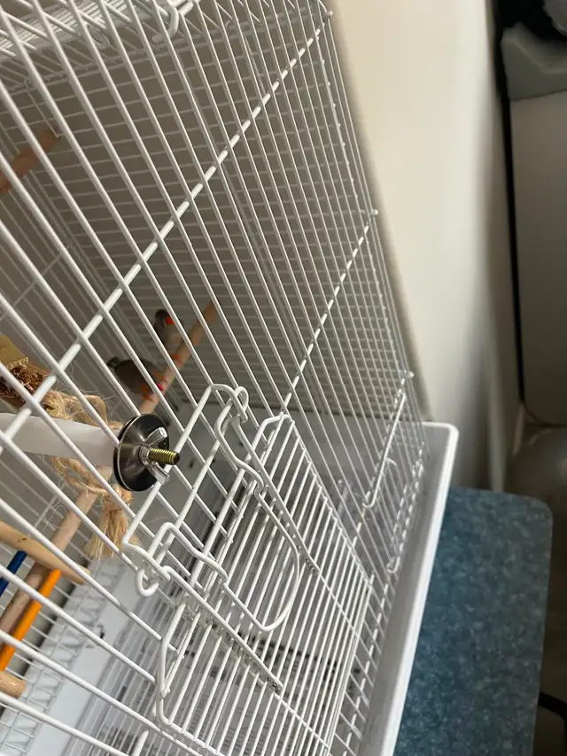 Pair of Bonded Zebra Finches with full cage setup - Photo 5