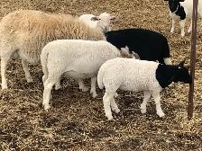 Easter Lambs - Photo 2