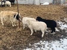 Easter Lambs - Photo 4