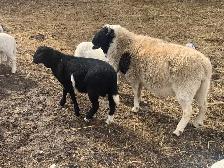 Easter Lambs - Photo 5