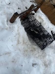 Nuisance Wildlife Removal - Photo 2