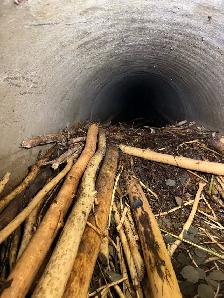 Nuisance Wildlife Removal - Photo 3