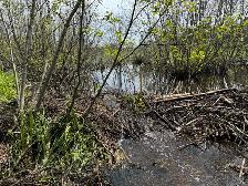 Nuisance Wildlife Removal - Photo 4