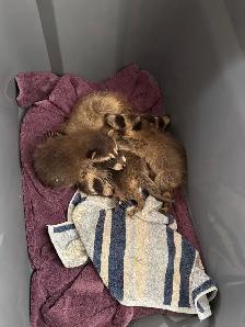 Nuisance Wildlife Removal - Photo 5