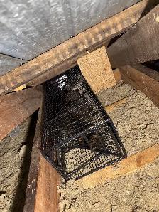 Nuisance Wildlife Removal - Photo 6