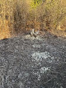 Nuisance Wildlife Removal - Photo 7