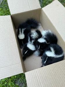 Nuisance Wildlife Removal - Photo 8