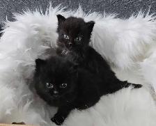 Ragdoll kitten - Photo 2