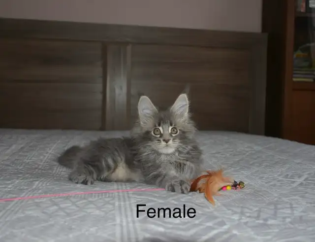 Beautiful purebred Maine Coon kittens