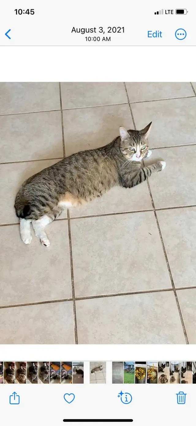 indoor male cat - Photo 2