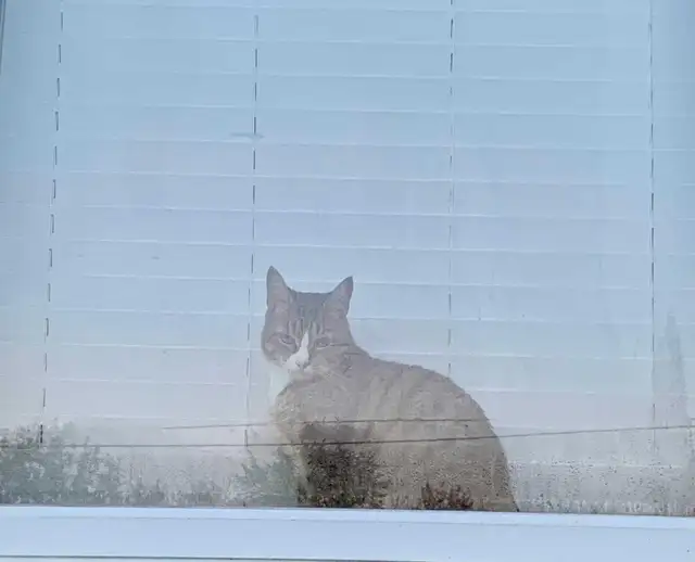 indoor male cat - Photo 3