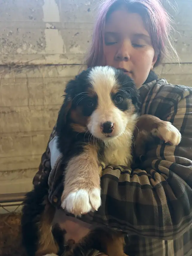 Female Bernese Puppy