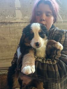 Female Bernese Puppy
