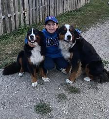 Female Bernese Puppy - Photo 2