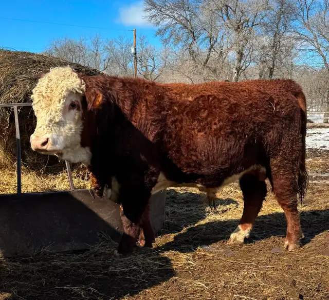 PUREBRED  HEREFORD  BULLS