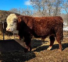 PUREBRED  HEREFORD  BULLS