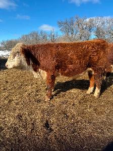 PUREBRED  HEREFORD  BULLS - Photo 2
