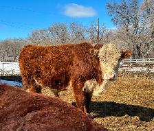 PUREBRED  HEREFORD  BULLS - Photo 3