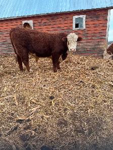 PUREBRED  HEREFORD  BULLS - Photo 7
