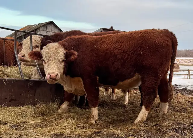 PUREBRED HEREFORD BULLS