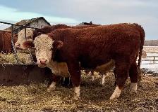 PUREBRED HEREFORD BULLS