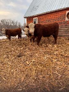 PUREBRED HEREFORD BULLS - Photo 3