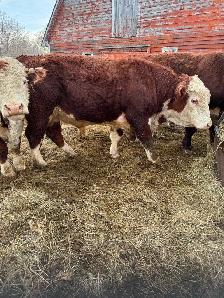 PUREBRED HEREFORD BULLS - Photo 4