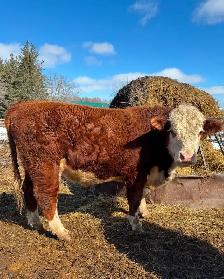 PUREBRED HEREFORD BULLS - Photo 5