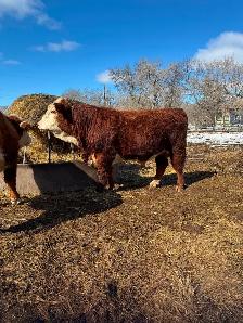 PUREBRED HEREFORD BULLS - Photo 6