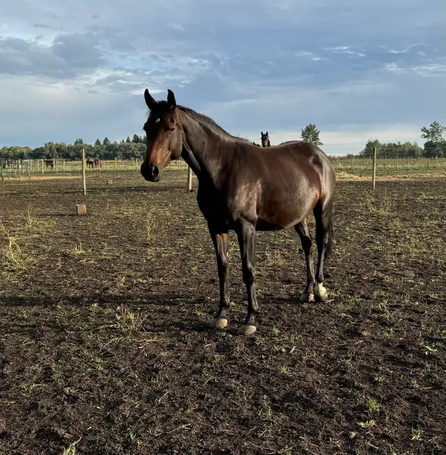 Warmblood Horse For Sale.