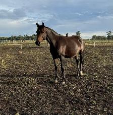 Warmblood Horse For Sale.