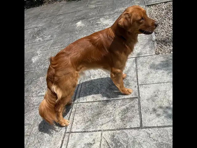 golden retriver roux - Photo 2