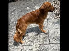 golden retriver roux - Photo 2