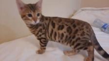 Bengal Kitten
