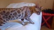 Bengal Kitten - Photo 2