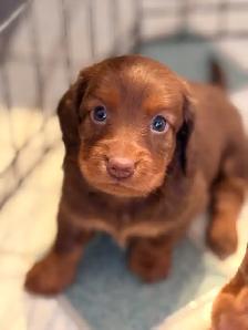 miniature dachshund puppies