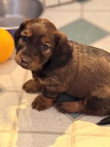miniature dachshund puppies - Photo 2
