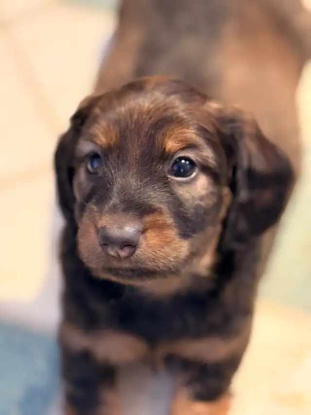 miniature dachshund puppies - Photo 3